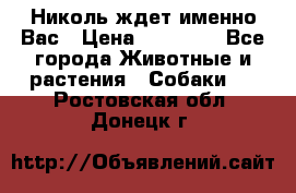 Николь ждет именно Вас › Цена ­ 25 000 - Все города Животные и растения » Собаки   . Ростовская обл.,Донецк г.